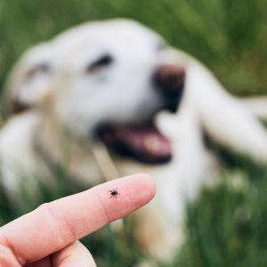 Dog in field, tick on someone's finger