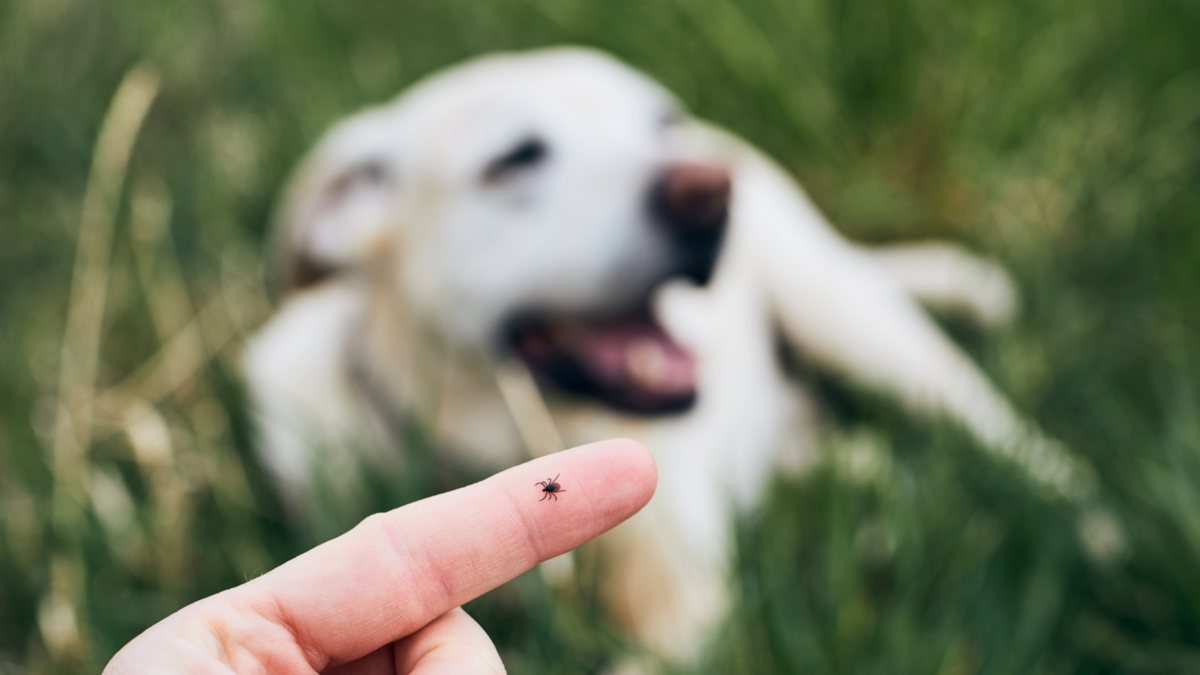 Dog in field, tick on someone's finger