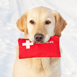 First Aid for Dogs and Cats